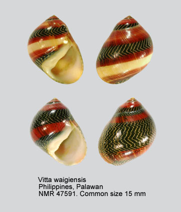 Vittina waigiensis.jpg - Vittina waigiensis (Lesson,1831)